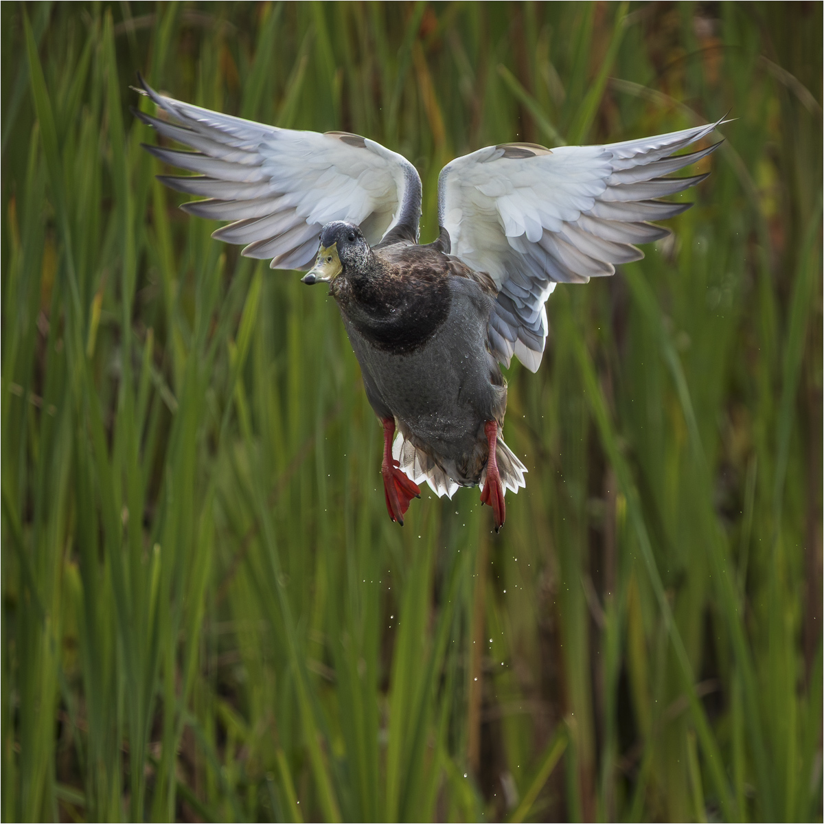 Amundsen David Take Off Nature   Ornithological   Class A 20251022